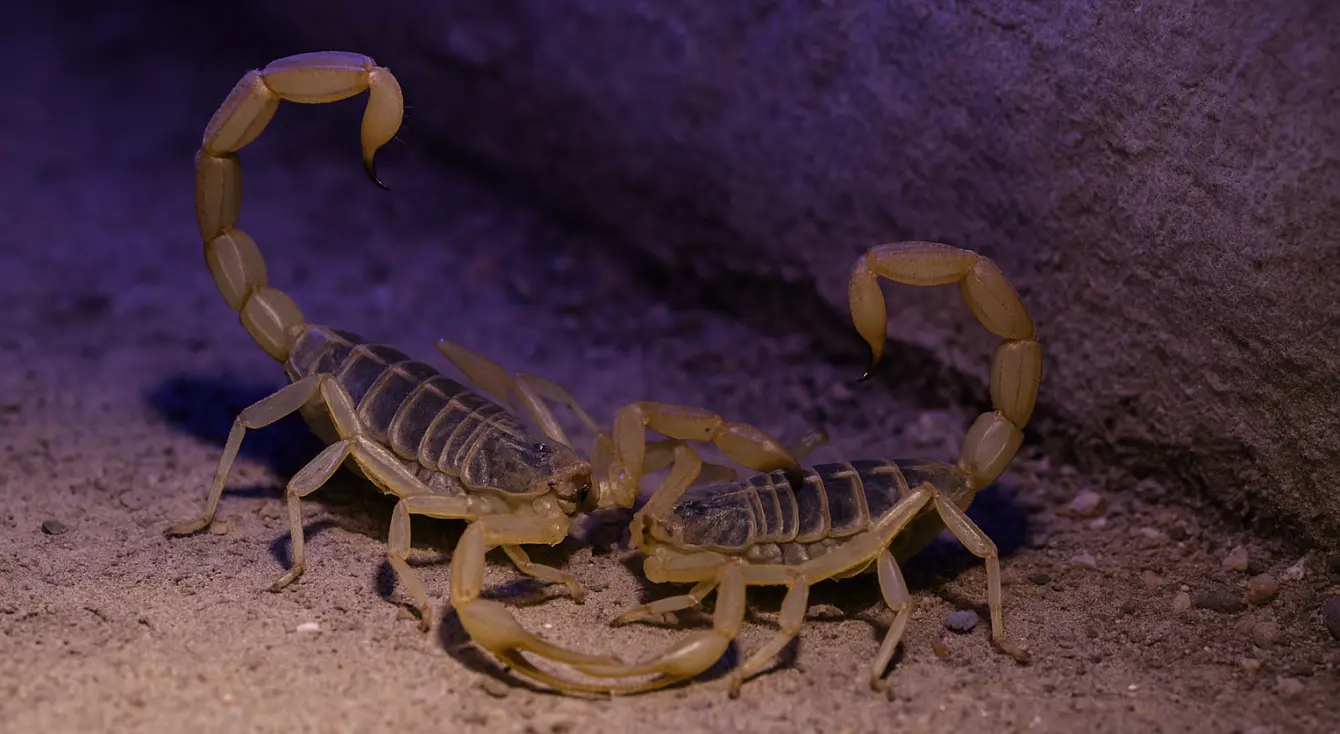 Temporada de apareamiento de alacranes: fechas, riesgos y prevención